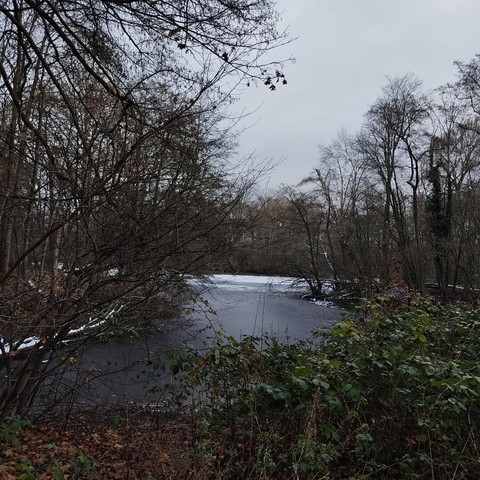en næste frossen sø i en skov (måske mere en park en en skov)