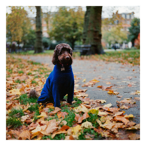 Photo of a dog in a park.