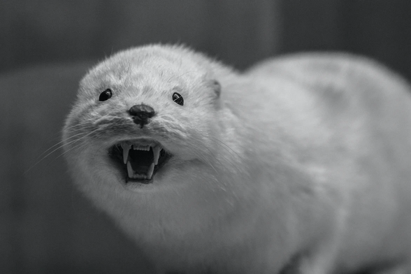 A small white animal with it's mouth open