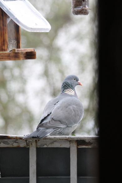 eine Ringeltaube von schräg rechts hinten auf/in einem kahlen Blumenkasten.  Links über ihr hängt ein Futterhäuschen.
Die weißen und blau-grünen Federn am Hals sind irgendwie in Schichten mit Schlitzen dazwischen angeordnet, wodurch es ein bisschen so aussieht, als hätten diese Tauben Kiemen.