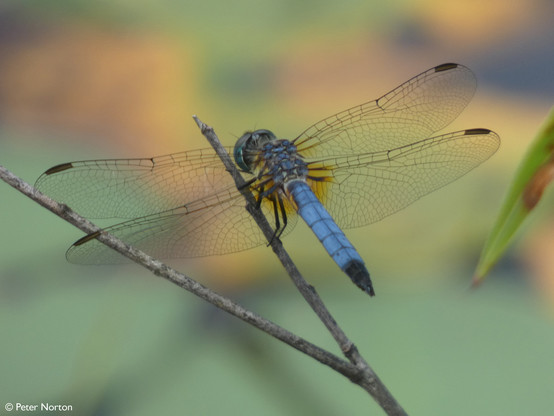 A Blue Dasher dragonfly (Pachydiplax longipennis) rests on a twig at NARA Park in Acton, MA. Colors from lilypads in the distance shine through the delicate transparent wings of the dragonfly.