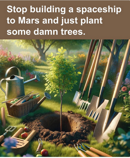 Picture of a tree seedling planted in a fresh hole.