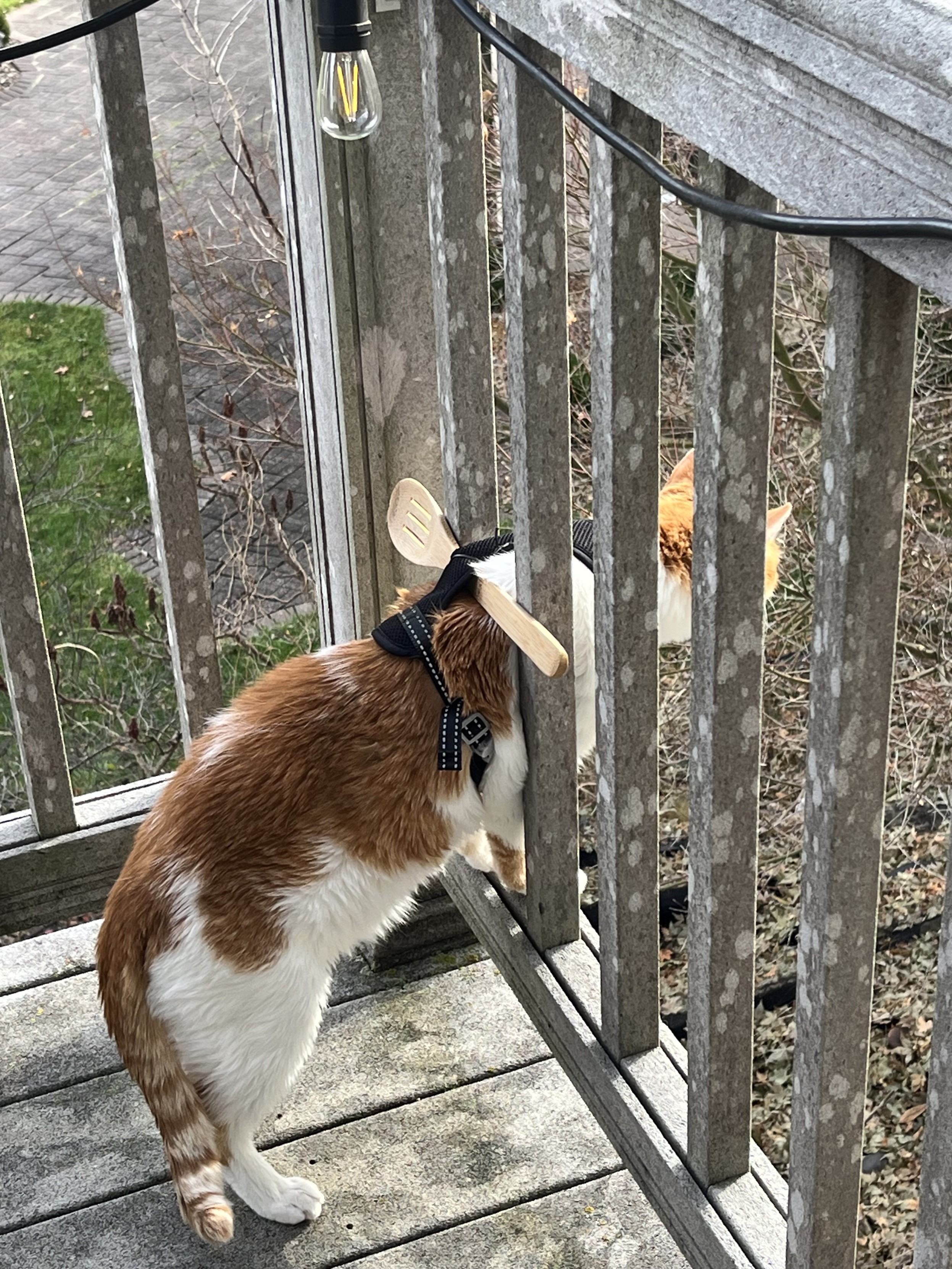 Side view: My cat squeezing out between the vertical rails but can’t go out really far anymore thanks to the horizontal wooden spoon in his harness stopping him. 