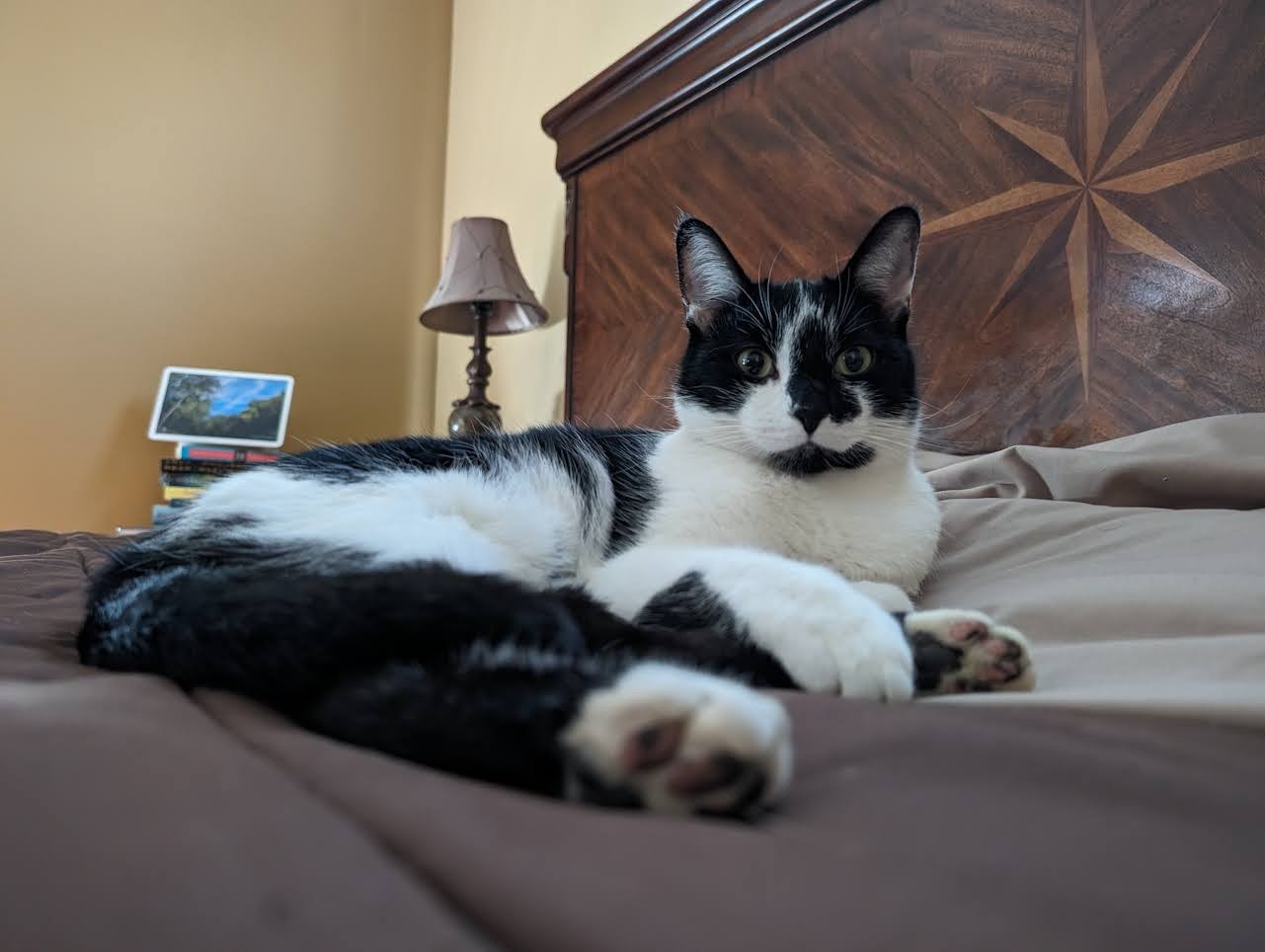 Smudge, perfectly posed on the bed.