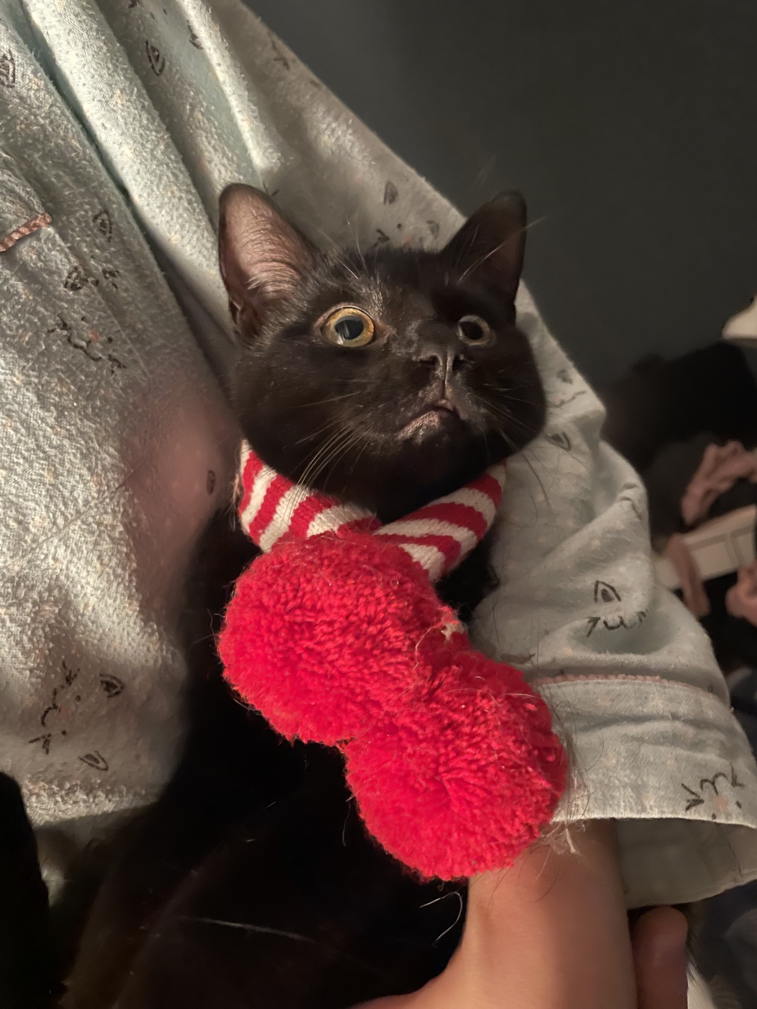 A black cat wearing a red and white scarf with red pom-poms, being held in arms like a baby, and looking very silly. 