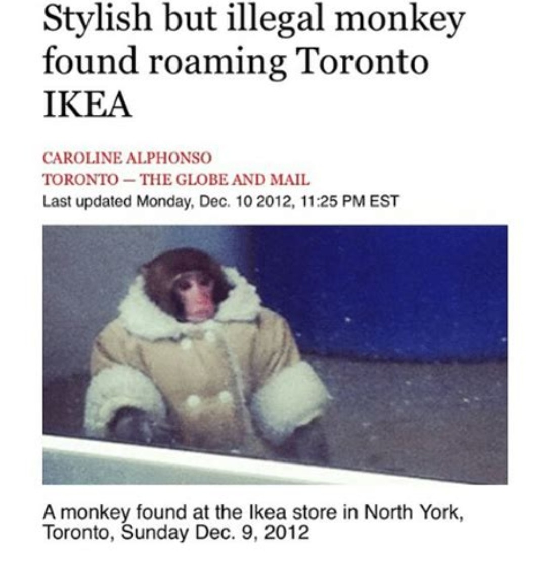 IKEA Monkey Living Comfortably Since Becoming an Internet Meme