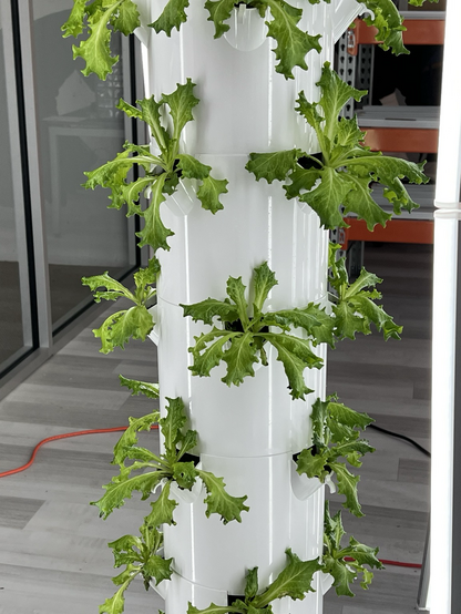 A photo of a part of a tower garden containing lettuce.
