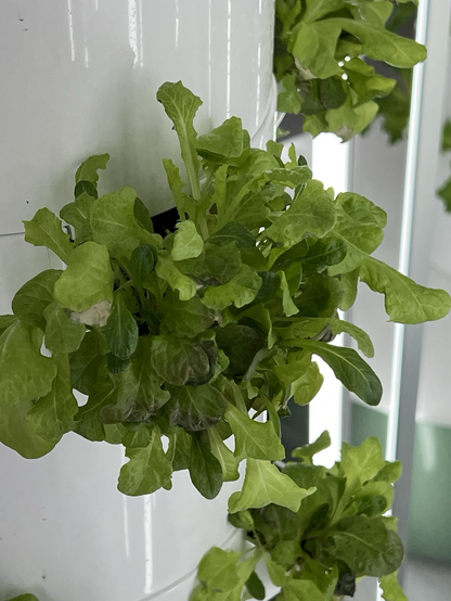 A close up of some lettuce.