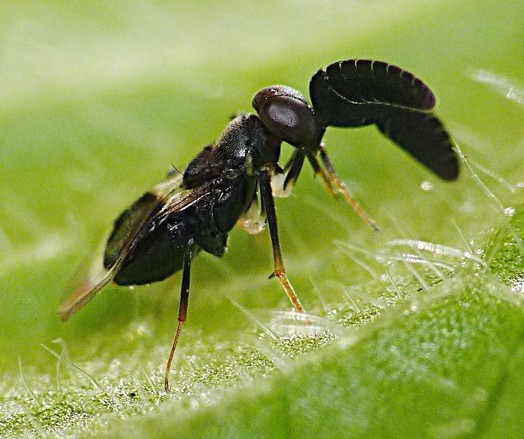 Avispa negra con unas antenas planas y curvas.
