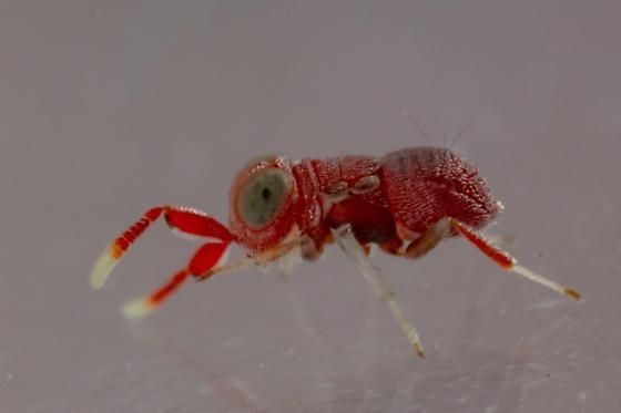 Una avispa roja sin alas con el cuerpo redondo y corto.