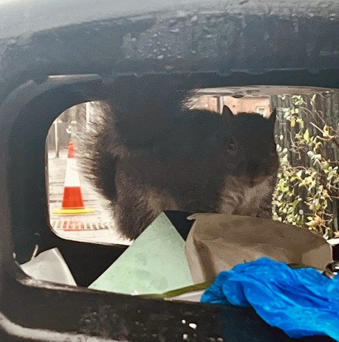 Urban squirrel foraging in a London street rubbish bin