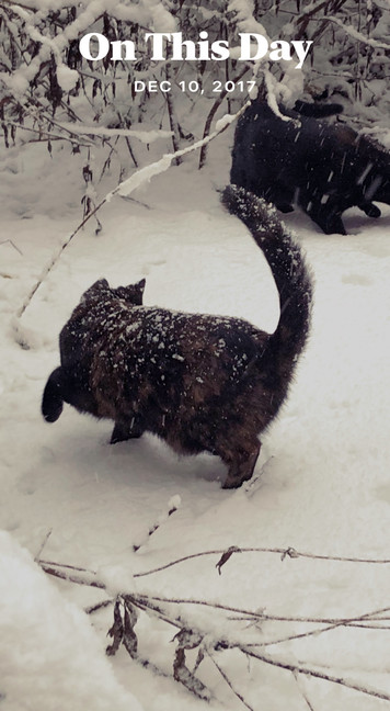 Two dark cats in a few centimeters of snow, beneath snowy branches