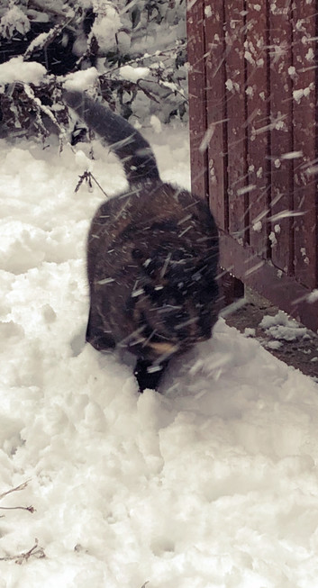 Cat in snow, next to a garden table, while still snowing