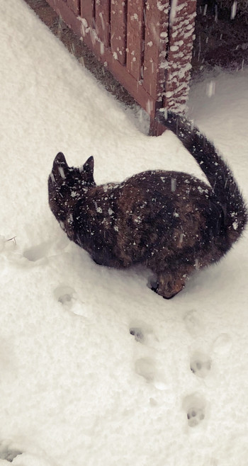 Cat in snow with a number of paw prints in the snow