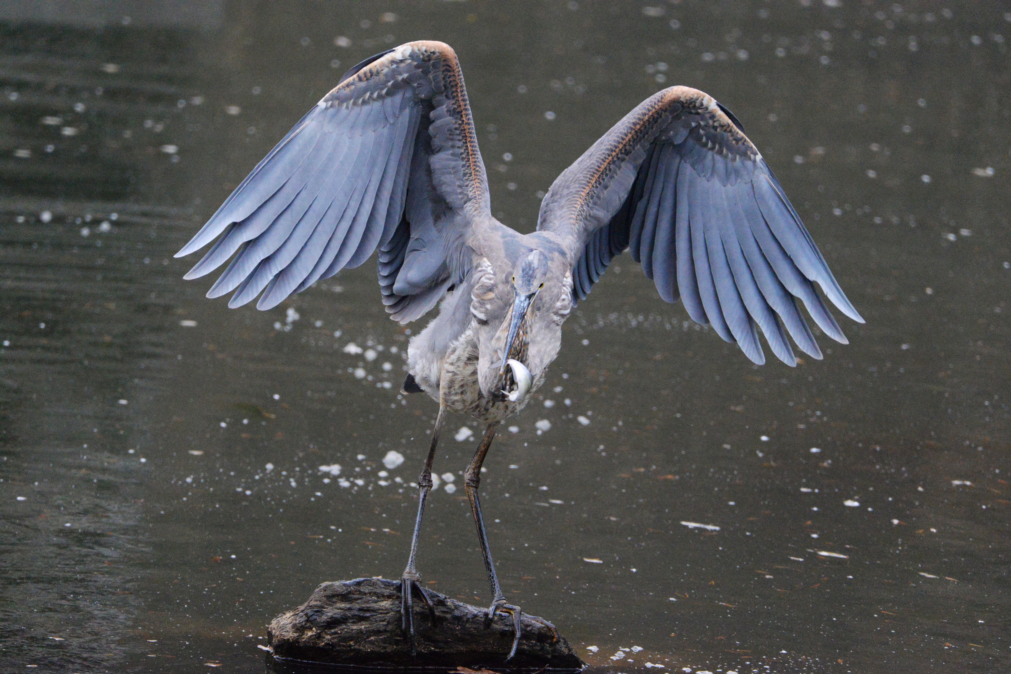 C&O Canal Fishing -  ®