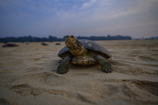 photo of an aquatic turtle hatchling on a sandy beach moving towards its watery habitat. Several studies now suggest they may be using acoustic communication to coordinate their emergence and thus improve the survival chance for each individual. (Photo: Omar Torrico/WCS.) 