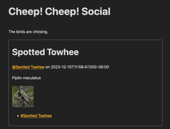 A rough draft of a social media feed that includes various birds spotted in my backyard. It reads "Cheep! Cheep! Social, The birds are chirping.". The first bird post is a Spotted Towhee, with some metadata I have gathered from the BirdNet API.