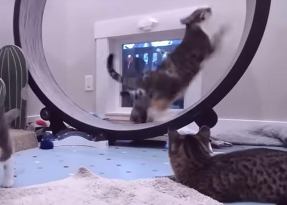 screenshot from a youtube video: a cat running on a large cat wheel. Location is a cat rescue room where she lives with 3 other adoptable young cats, until they are adopted