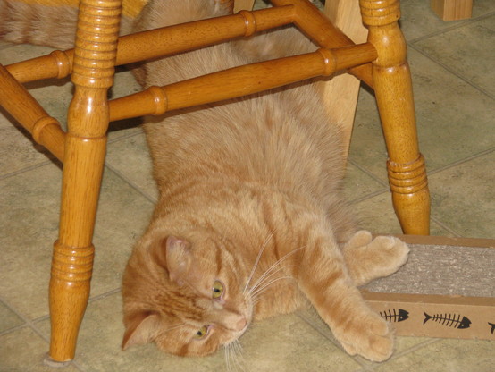 Pawz the Cat!