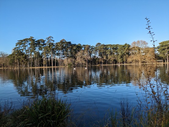Photo d'un lac entouré d'arbres, beau temps