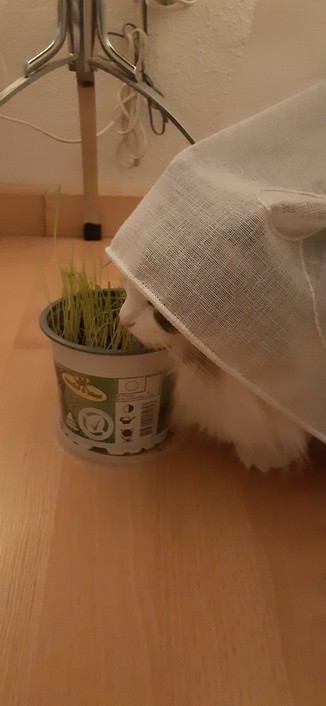 Cabeza de gata calicó y parte del cuerpo asoma de un visillo blanco donde se ha escondido. Sacó el morrito para comer de su hierba que está al lado y continuó quieta para seguir jugando al escondite.