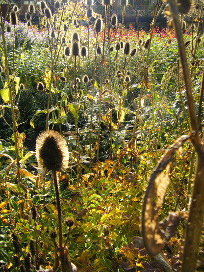 Bullrushes and a profusion of other water edge plants at the Botanic Gardens in Edinburgh. The photo is crowded with plants of many different kinds, as far as the eye can see. The sun is backlighting the plants.