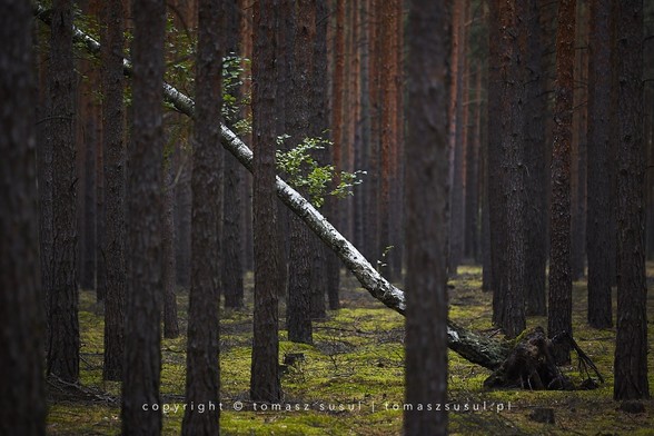 Dark pine forest, but only the vertical trunks of almost identical trees are visible. In between, a fallen birch with white bark did not fall to the ground, but stopped on a pine at a 45 degree angle, disturbing the order. 