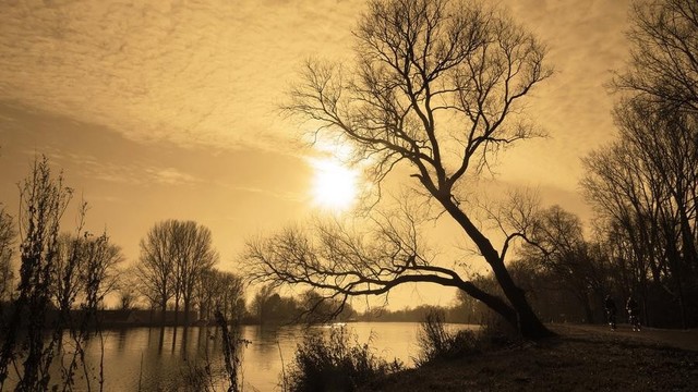 Tree on a river bank leaning to the left.