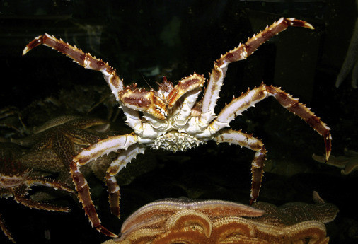 Photo of a red king crab (Paralithodes camtschaticus) shown in bright light against a dark background, apparently walking over other animals on the sea floor and raising its front limbs in a menacing looking gesture. This species is  native to the Bering Sea and Alaska was introduced to the Barents Sea by the Soviet Union and is now spreading from there into the North Sea. (Photo: David Marks/Pixabay.) 