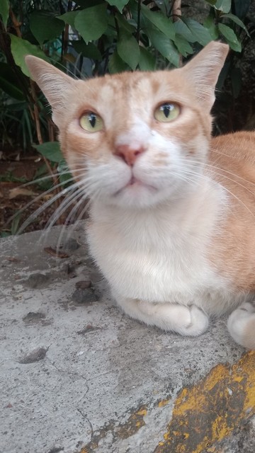Perky looking cat