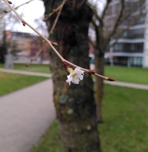 Weiße Kirschblüte an einem schräg herunterhängendem Zweig vor Baumstamm. Im Hintergrund eine Parkanlage mit diagonal verlaufenden Wegen.