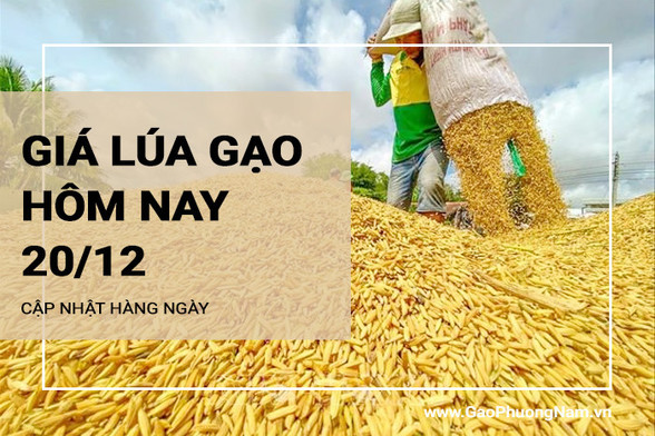 Giá lúa gạo hôm nay ngày 20/12/2023: Giá gạo thường giảm từ 500 - 1.000 đồng/kg
; Mở một tab mới
Theo thông tin mới nhất từ Bộ Công Thương, giá lúa gạo hôm nay ngày 20/12/2023 tại khu vực Đồng bằng sông Cửu Long duy trì ổn định. Trong khi đó, giá gạo chợ quay đầu giảm từ 500 - 1.000 đồng/kg

https://gaophuongnam.vn/gia-lua-gao-hom-nay-ngay-20122023-gia-gao-thuong-giam-tu-500-1000-dongkg
https://www.pinterest.com/pin/835628905884970896/
https://www.pinterest.com/Gaophuongnam/gia-lua-gao-hom-nay/
#gialuagaohomnay
#gialuahomnay
#giagaohomnay
#gaophuongnam
#gạost25 
#gaost25  
#gialuagaohomnay