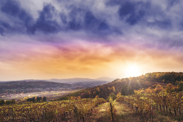 Oplenac vineyards
Beautiful view from Oplenac in the Topola on the vineyards of the Karadjordjevic family and unforgettable Serbian landscape in the distance. One November day in Sumadija, Central Serbia. From the Autumn colors collection.

King’s Winery

Topola and Oplenac surroundings have always been known as a quality vine-growing and wine-producing region. A suitable moderate continental climate with regular temperature fluctuation and specific terrain configuration, mostly exposed to the east and south, influenced the earliest local population to grow the vine. The Ancient Romans named a neighboring village Vincea, after quality wine made of very fragrant and tasty local grapes. The first records on vine-growing in this region date back to 1432 as a travel book written by Bertrand de la Broquière, a Burgundian pilgrim and a clerk in the court of Philip III the Good. Grapes and wine are still a symbol of this region’s villages, therefore it proudly carries the title of the capital of Serbian vines.