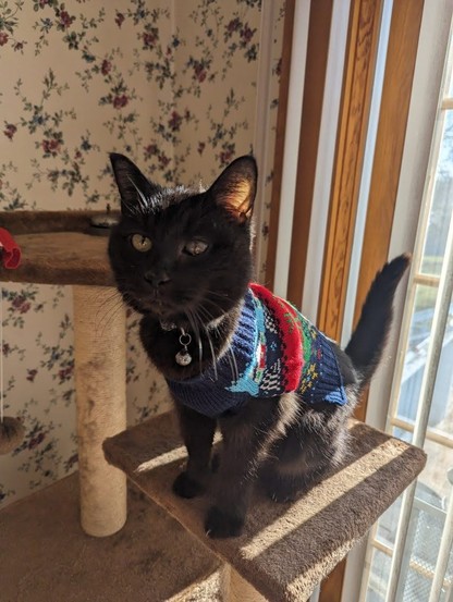 Photo of a small black cat sitting on her cat tree wearing a Christmas sweater.