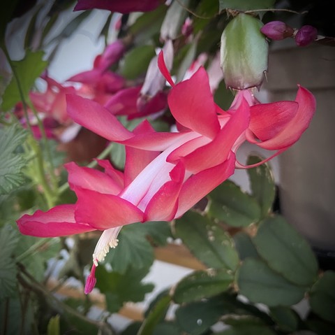 Carmine red cactus flower, with long strap-shaped petals, hanging from the flattened stems of this forest cactus. Looks a bit like a shrimp in a tutu