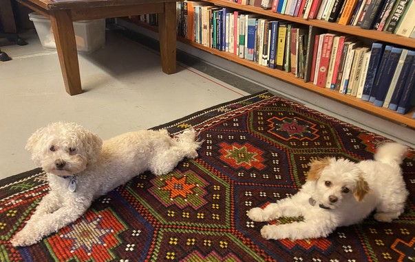 Two dogs on a rug!  Marty, at left, is a maltese-poodle soon to turn 5, and Max, an the right, is a maltese-chihuahua who is probably 2 or 3.