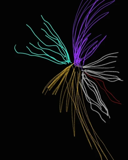 colourful lines branch out in various directions on black background,