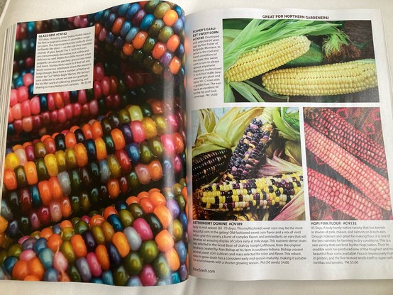 Photos and descriptions of corn varieties. 

Glass Gem. CN162
Amazing color! Indescribably beautiful flint or popcorn comes in an endless range of colors. The translucent kernels really do shine brilliantly like glass—on the cob they resemble strands of glass beads! …
[close-up photo of amazing colored corn kernels]

Fisher’s Earliest Sweet Corn. CN180
Developed and selected 60 years ago by Ken Fisher of Belgrade, Montana, to grow in the cool and harsh conditions of the state, this sweet corn is sure to please almost anywhere!
[photo of beautiful yellow sweet corn]

[photos of other corn varieties]