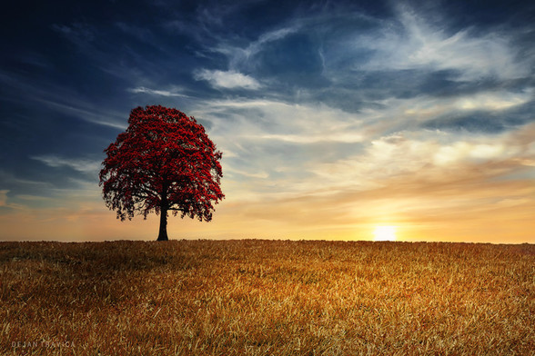 Lonely red tree in the middle of the golden field at sunset covered with a beautiful sky. One autumn day in Sumadija, central Serbia. From the Autumn Fields collection.