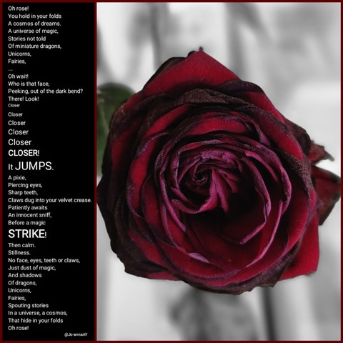 poem reads:
Oh rose! 
You hold in your folds
A cosmos of dreams.
A universe of magic,
Stories not told
Of miniature dragons,
Unicorns,
Fairies,
...
Oh wait! 
Who is that face,
Peeking, out of the dark bend?
There! Look!
Closer
Closer 
Closer
Closer
Closer
CLOSER!
It JUMPS.
A pixie,
Piercing eyes,
Sharp teeth,
Claws dug into your velvet crease.
Patiently awaits
An innocent sniff,
Before a magic
STRIKE!
Then calm.
Stillness.
No face, eyes, teeth or claws,
Just dust of magic,
And shadows
Of dragons,
Unicorns,
Fairies,
Spouting stories
In a universe, a cosmos,
That hide in your folds
Oh rose!