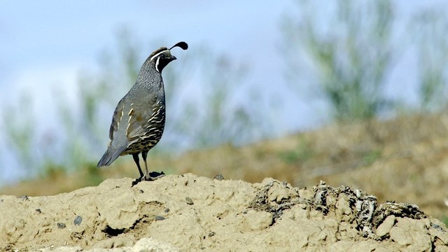 Quail on a heap of dirt.