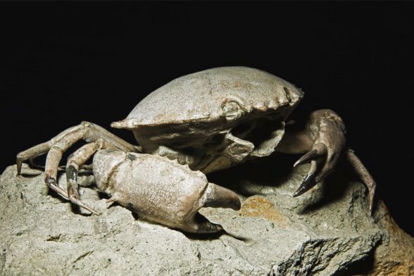a crab, its body intact, now turned to stone, the photo is taken from the left, the background black
