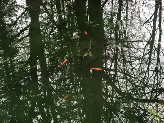Small school of goldfish in a small pond on December 29 when the pond should be frozen over. 