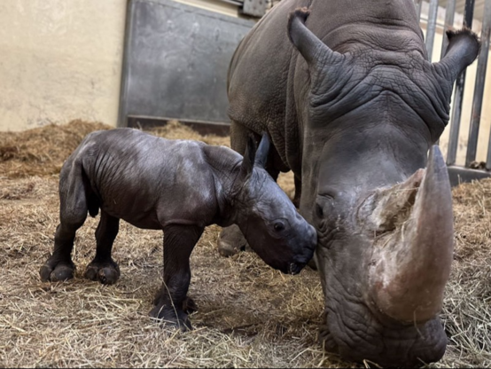 Toronto Zoo's newborn white rhino. TWITTER/@TorontoZoo