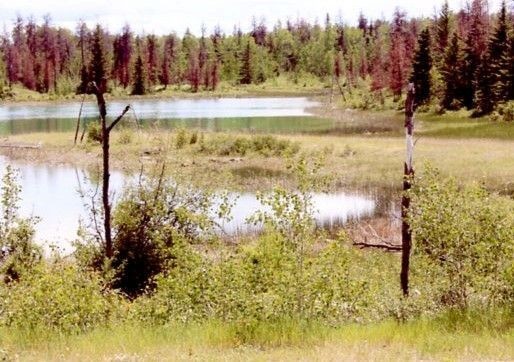 Swamps and bogs at the edges of a lake or river, with rough trees and shrubs in foreground and a good thick growth of trees following the course of the water. 