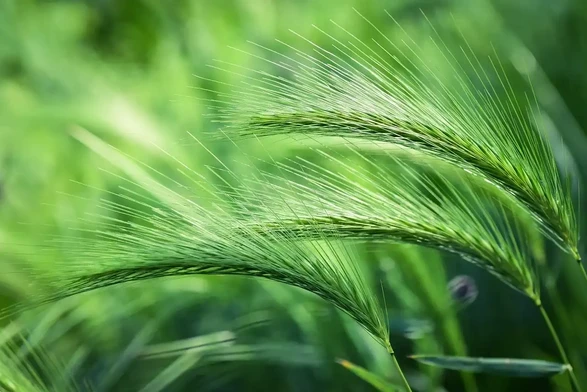 Image: Foxtail barley. Credit:  👀 Mabel Amber, who will one day / Pixabay 