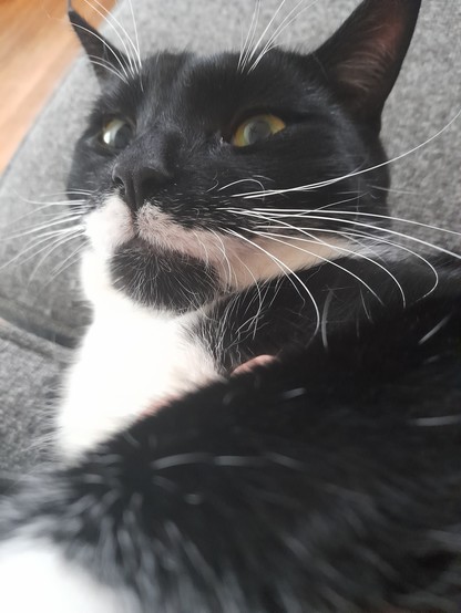 Black & white cat giving me the death stare.