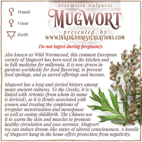 A graphic about Mugwort featuring a photo of the plant, from Inked Goddess Creations.
