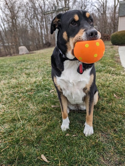 Charlie the dog, showing you her beloved ball. 