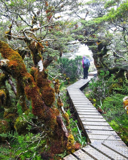 The walkway near Key Summit in Fiordland, New Zealand